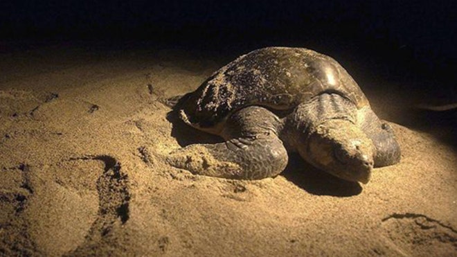 Mexico Turtle Trafficker.jpg